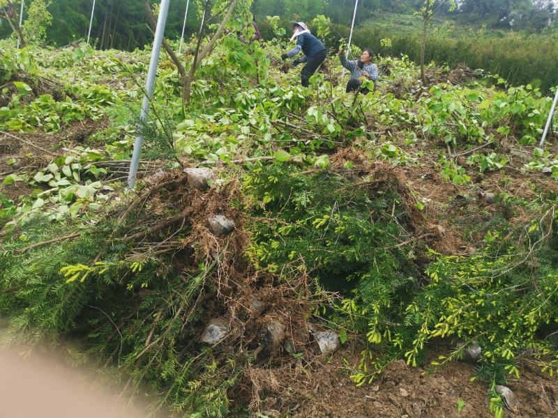 四川基地直销夏禹林曼地亚红豆杉杯苗室内盆栽绿化树种