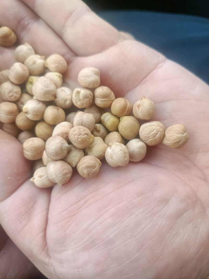 鹰嘴豆-新疆木垒鹰嘴豆-新疆木垒产，合作社订单种植销售！