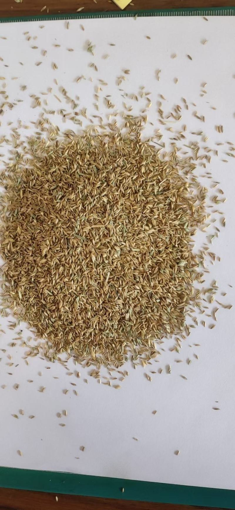 进口草种花种野花组合。花海施工播种，技术指导
