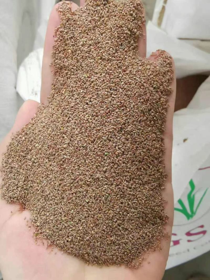 进口草种花种野花组合。花海施工播种，技术指导