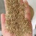 进口草种花种野花组合。花海施工播种，技术指导