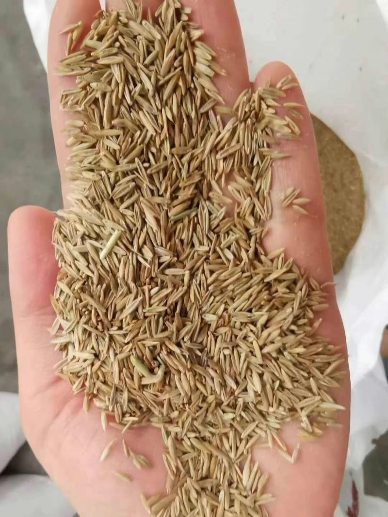 进口草种花种野花组合。花海施工播种，技术指导