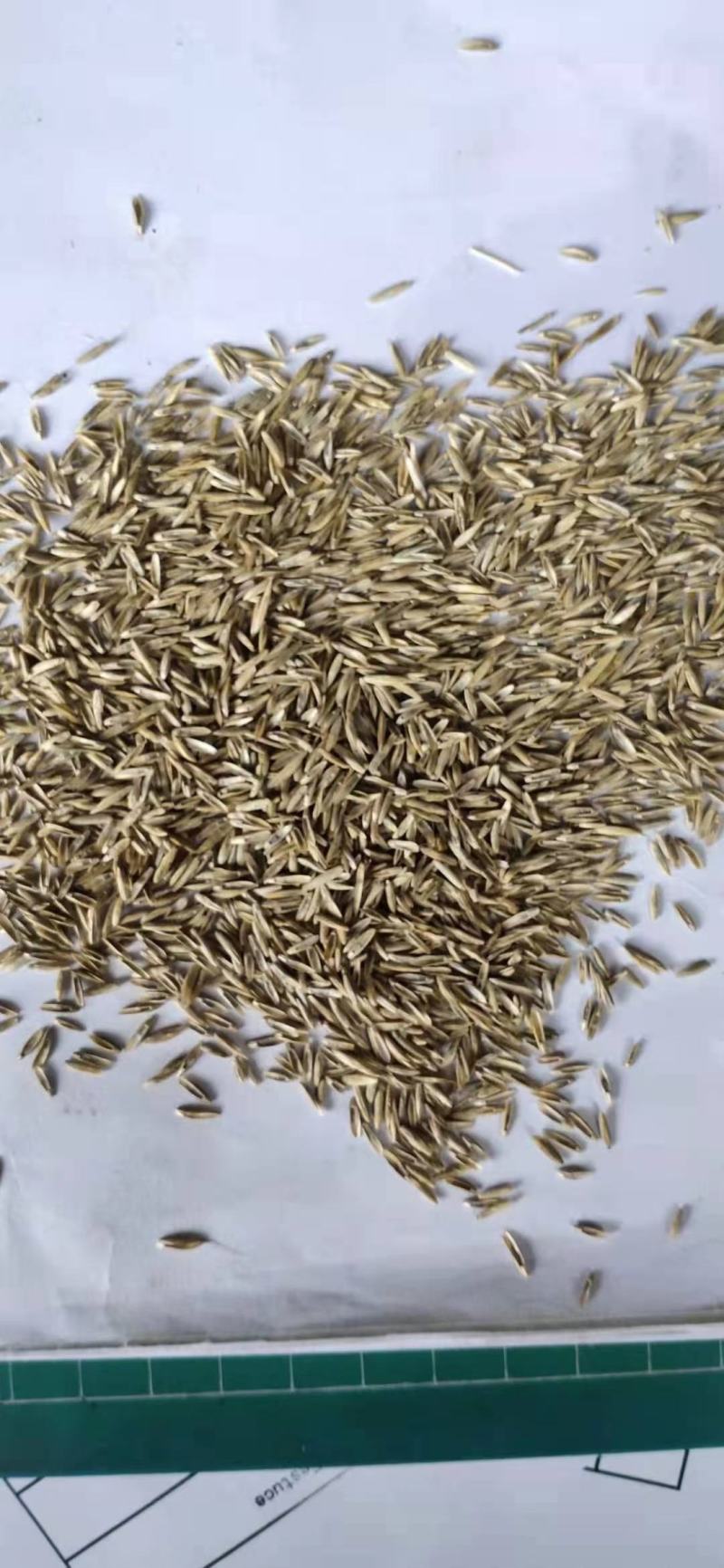 进口草种花种野花组合。花海施工播种，技术指导