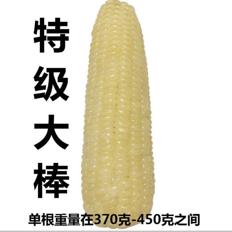 【包邮-10根冷冻玉米】单根370-450克速冻玉米