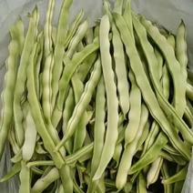 山东优质九粒白芸豆种植基地，芸豆批发市场