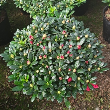 福建漳平杜鹃花盆栽花卉大小规格都有花带苞大颗老桩四季开花