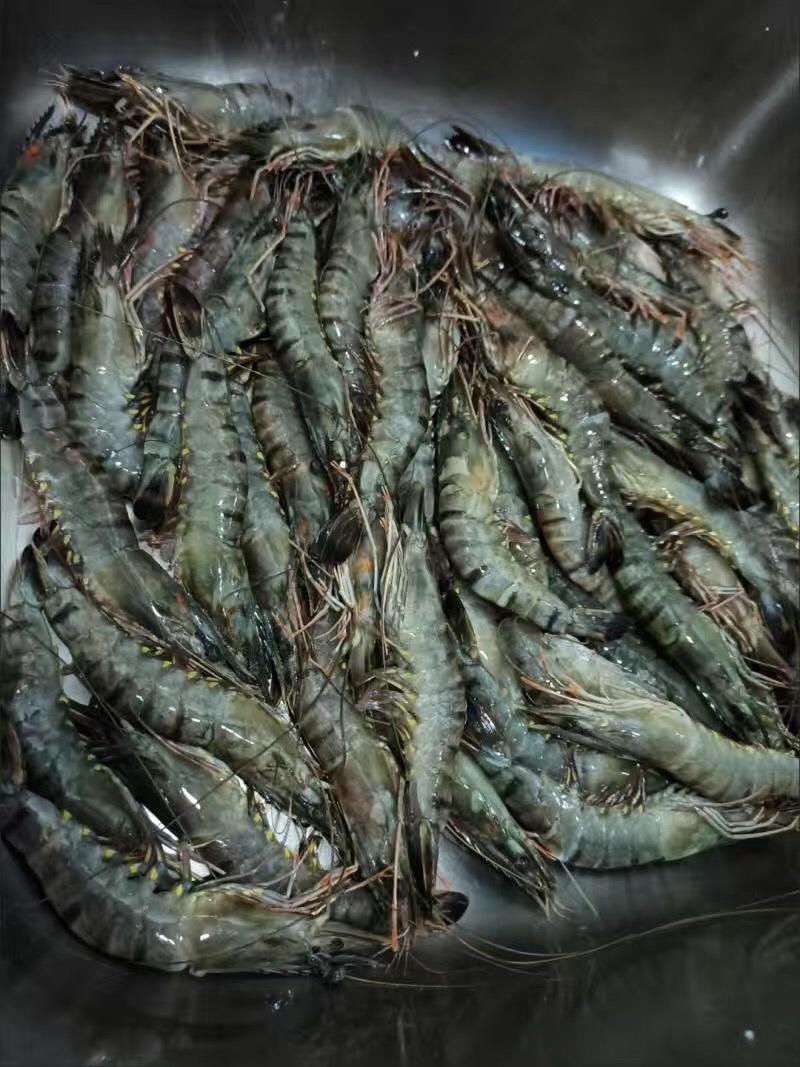 九节虾斑节虾黑虎虾冰鲜批发餐厅食材供应大虾虾子