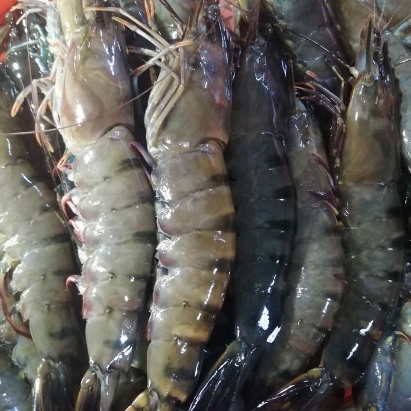 九节虾斑节虾黑虎虾冰鲜批发餐厅食材供应大虾虾子