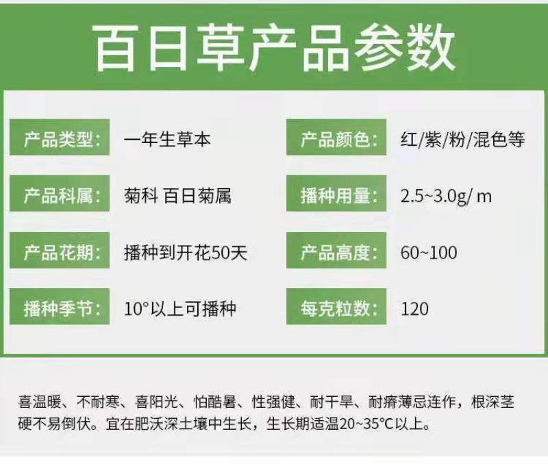 百日草种子，百日菊种子混色百日菊易活花籽四季开花室花种籽