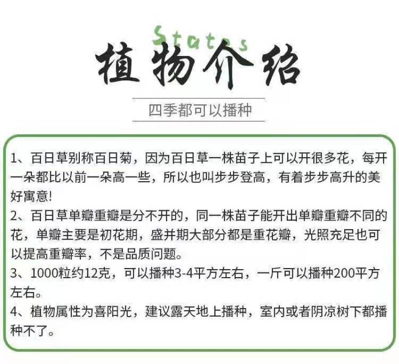 百日草种子，百日菊种子混色百日菊易活花籽四季开花室花种籽