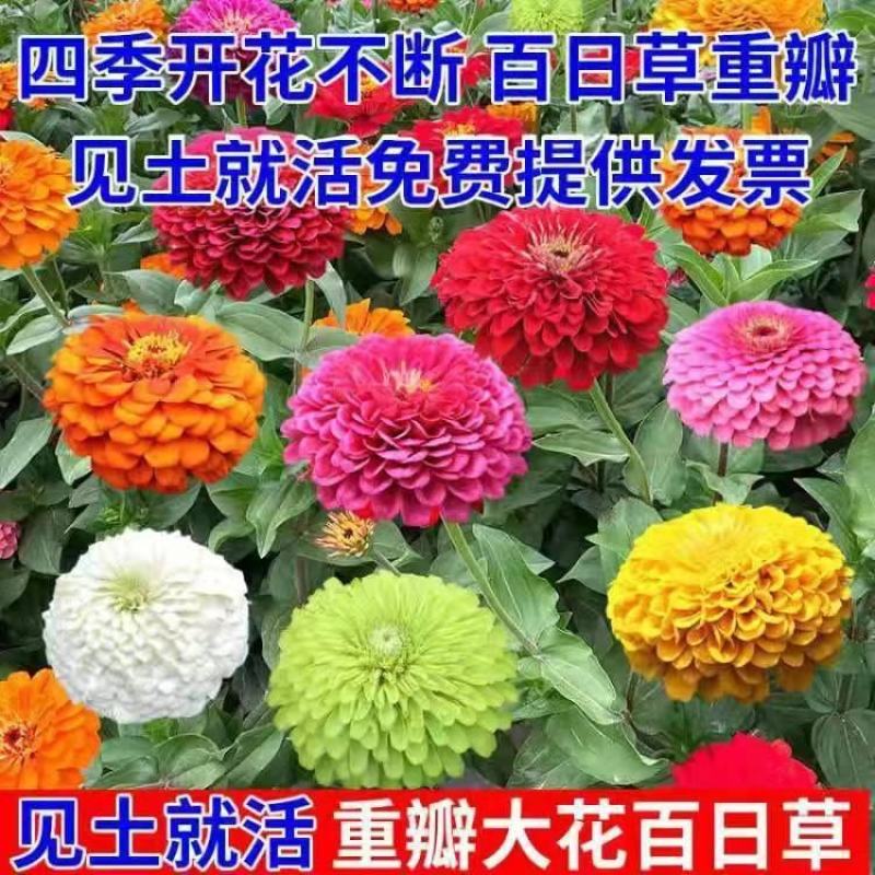 百日草种子，百日菊种子混色百日菊易活花籽四季开花室花种籽