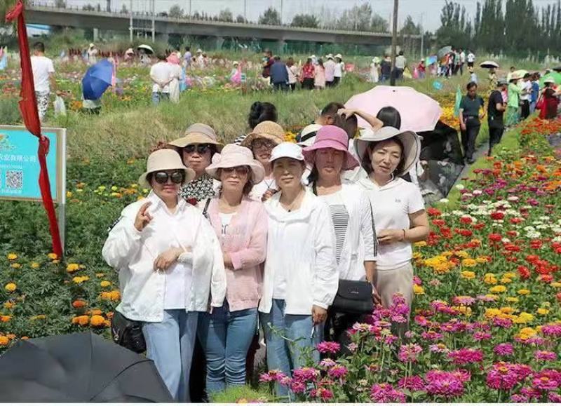 百日草种子，百日菊种子混色百日菊易活花籽四季开花室花种籽