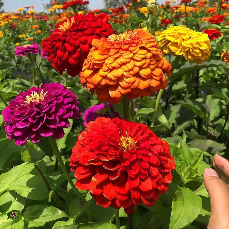 百日草种子，百日菊种子混色百日菊易活花籽四季开花室花种籽