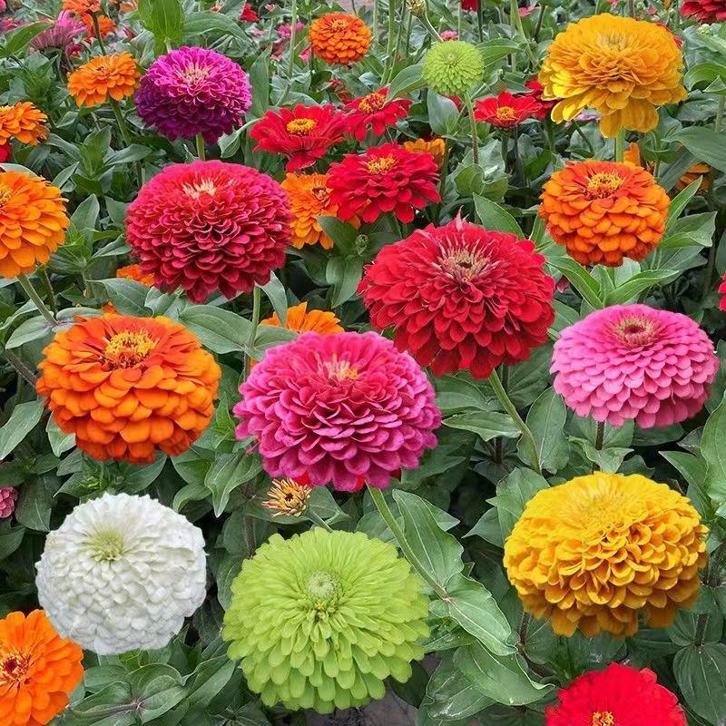 百日草种子，百日菊种子混色百日菊易活花籽四季开花室花种籽