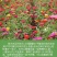 百日草种子，百日菊种子混色百日菊易活花籽四季开花室花种籽