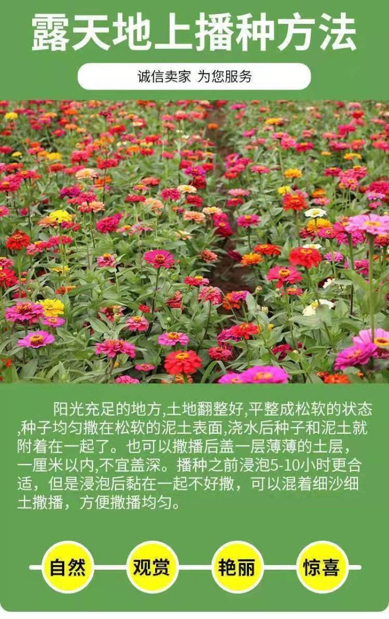 百日草种子，百日菊种子混色百日菊易活花籽四季开花室花种籽