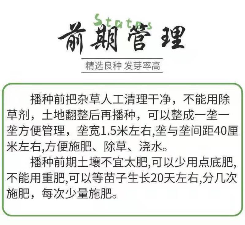 百日草种子，百日菊种子混色百日菊易活花籽四季开花室花种籽