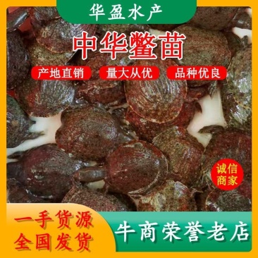 中华鳖水鱼苗、黄沙鳖水鱼苗优质A货！量大从优、质优价廉！