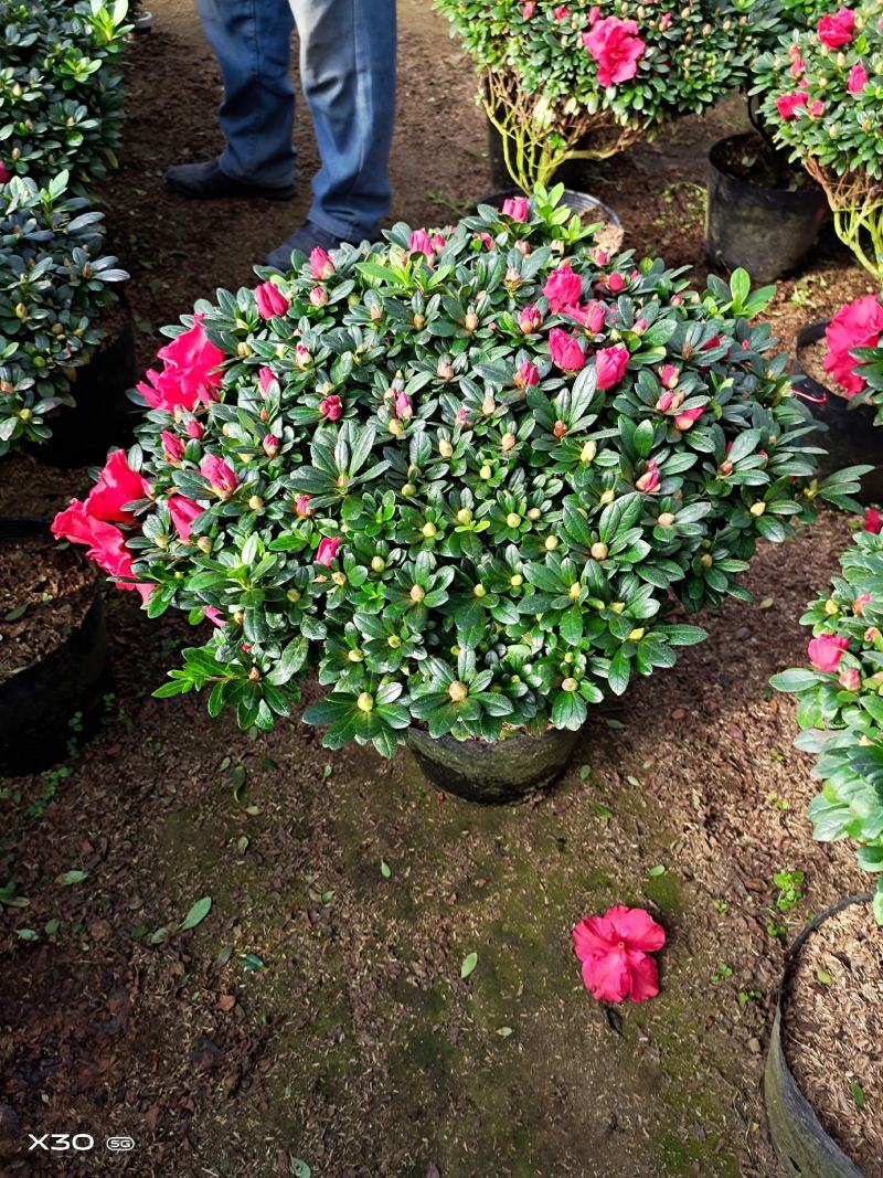 福建漳平杜鹃花盆栽花卉大小规格都有花带苞大颗老桩四季开花