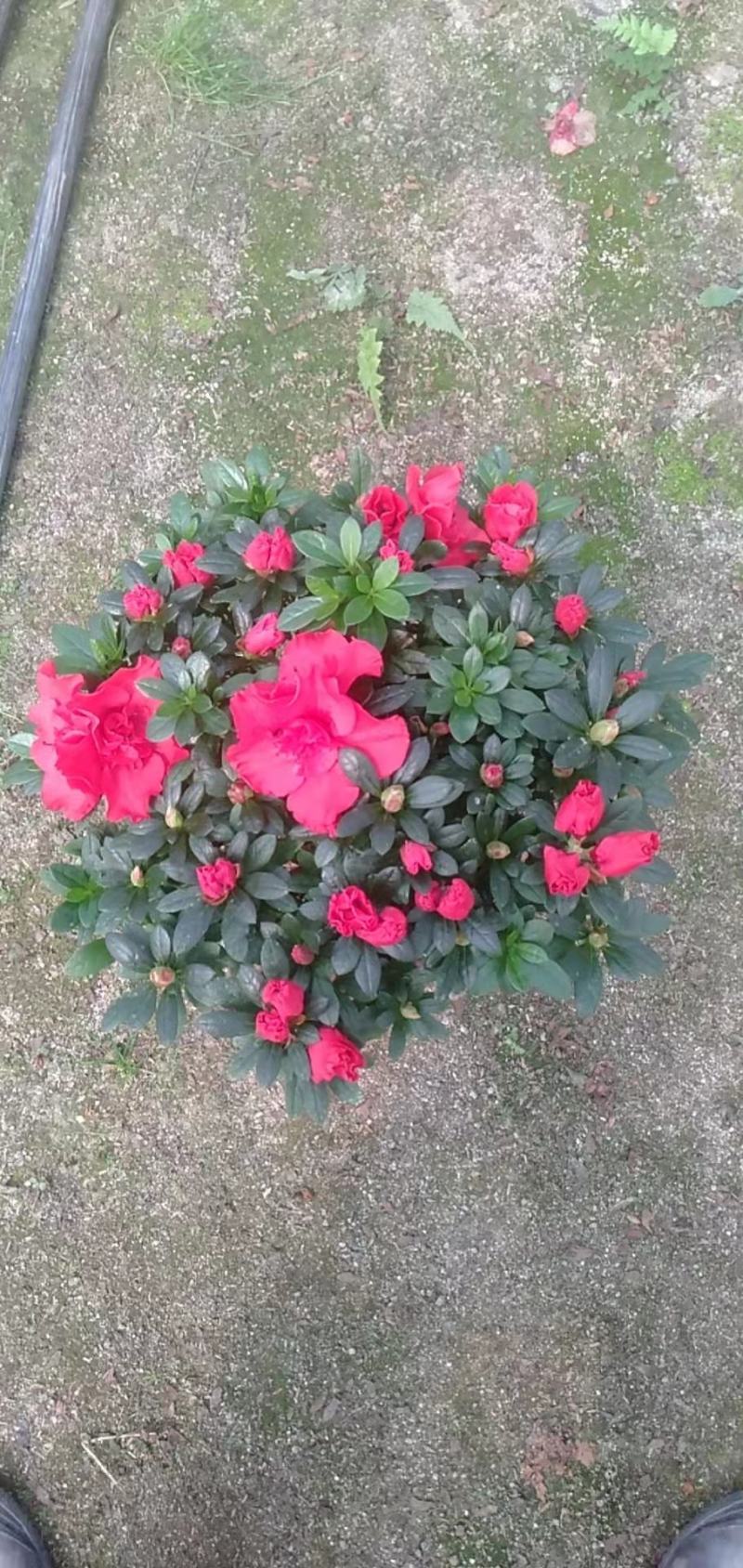 福建漳平杜鹃花盆栽花卉大小规格都有花带苞大颗老桩四季开花
