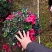 福建漳平杜鹃花盆栽花卉大小规格都有花带苞大颗老桩四季开花