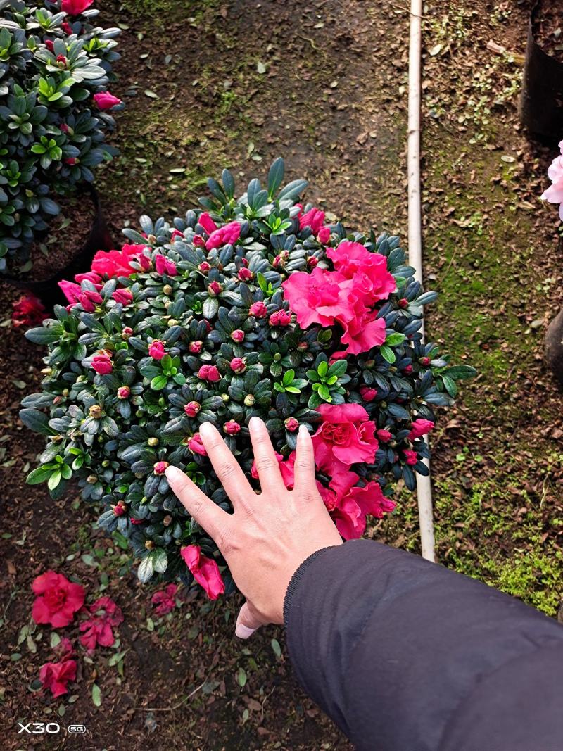 福建漳平杜鹃花盆栽花卉大小规格都有花带苞大颗老桩四季开花