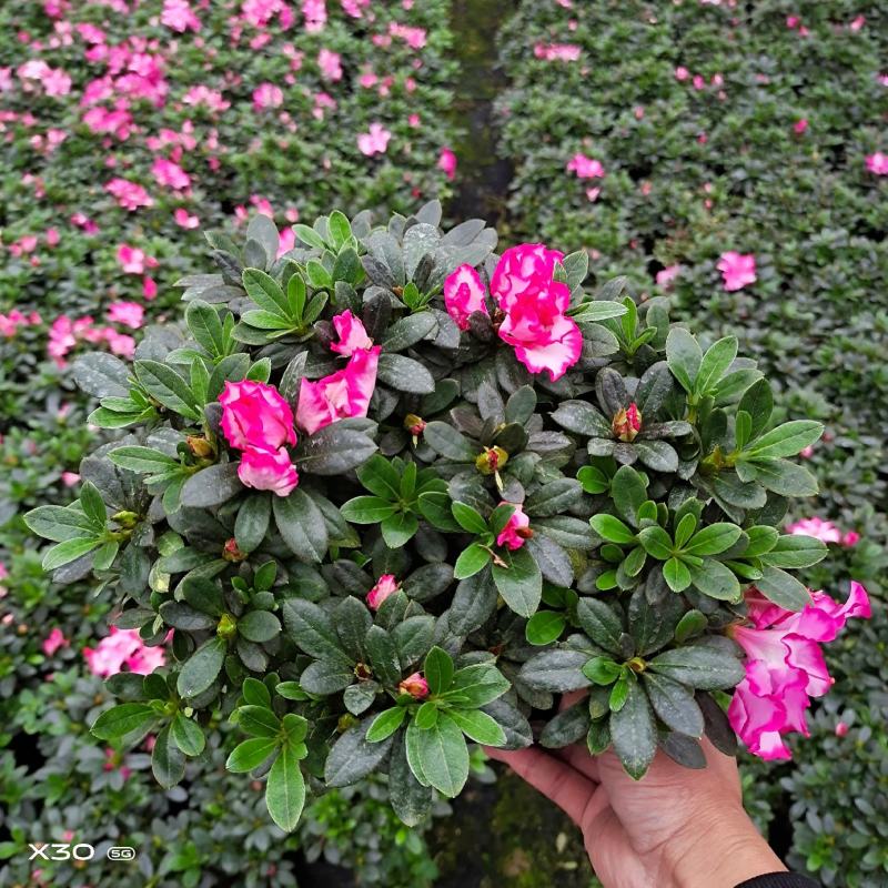 福建漳平杜鹃花盆栽花卉大小规格都有花带苞大颗老桩四季开花