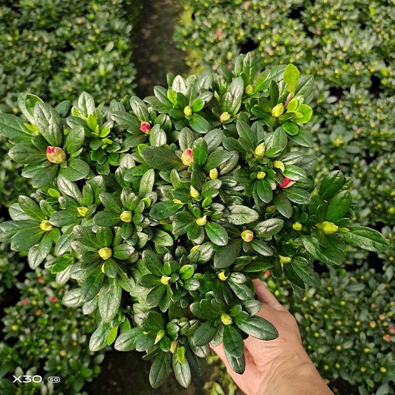 福建漳平杜鹃花盆栽花卉大小规格都有花带苞大颗老桩四季开花