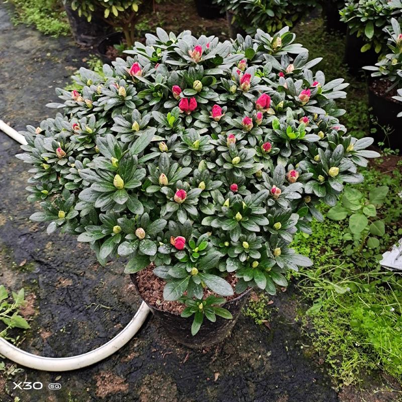 福建漳平杜鹃花盆栽花卉大小规格都有花带苞大颗老桩四季开花