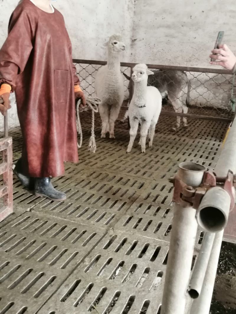 活羊驼萌宠观赏动物羊驼萌宠景区公园旅游专用羊驼大小都有互
