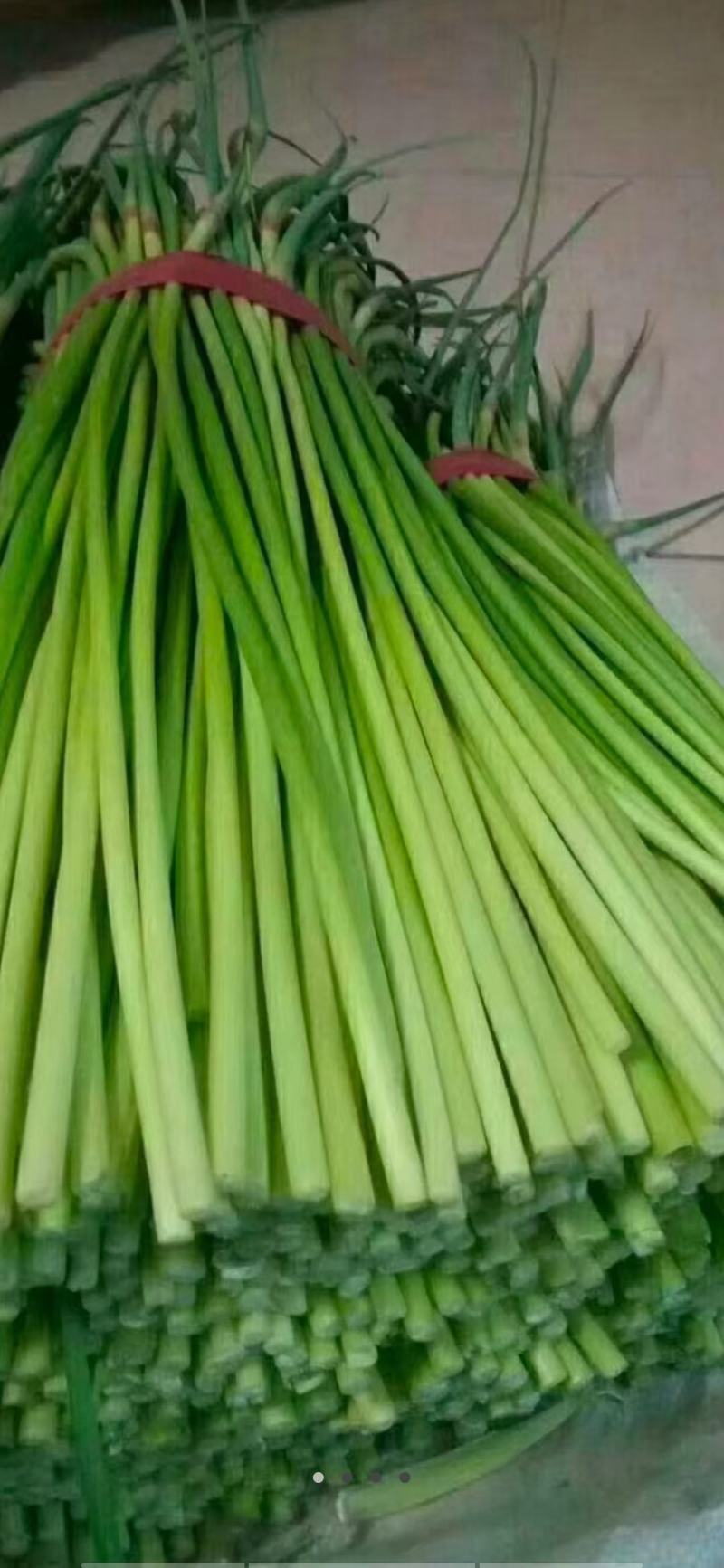 红帽蒜薹四月底大量供货五月中旬大量供货