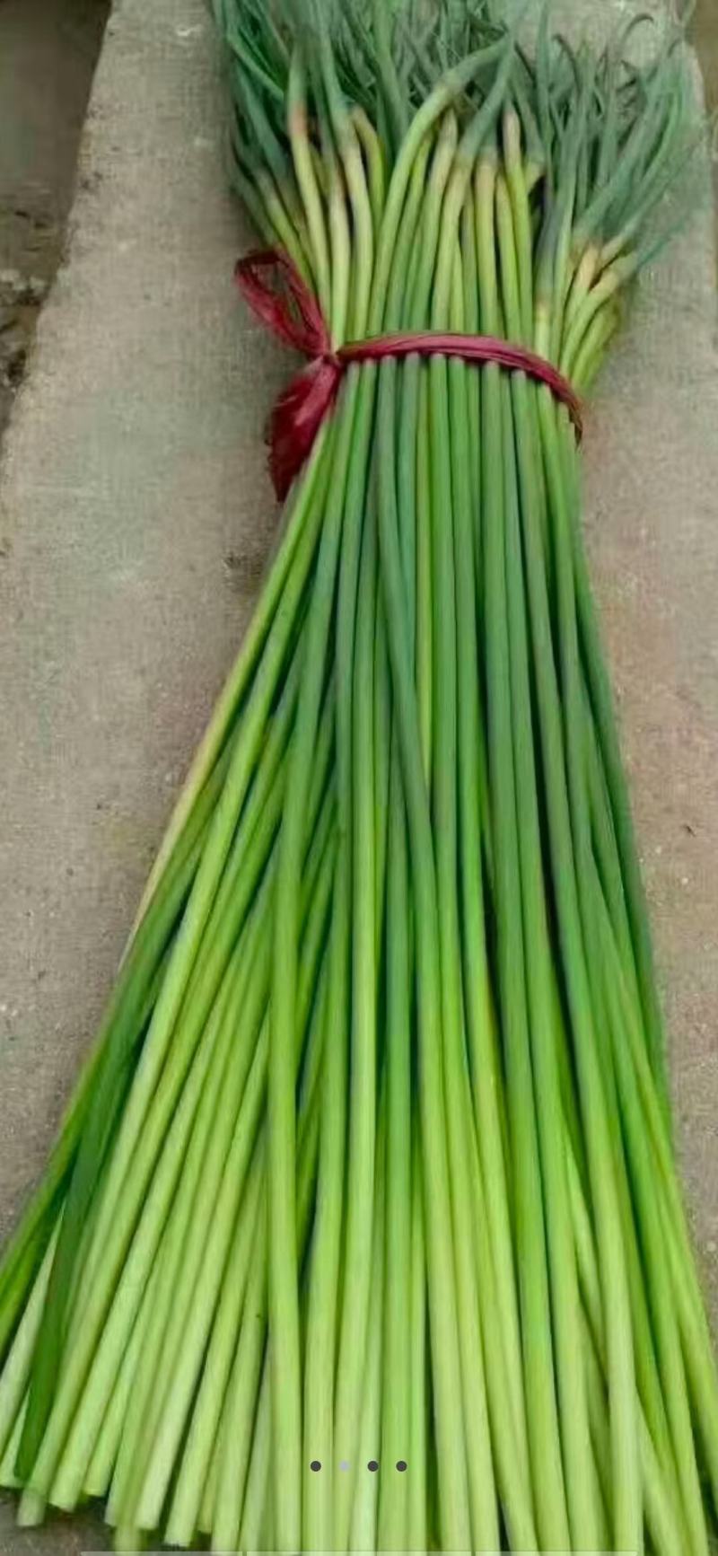 红帽蒜薹四月底大量供货五月中旬大量供货