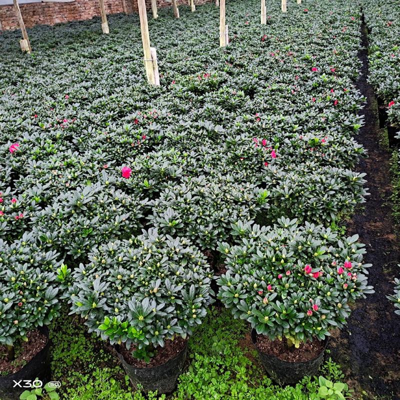 福建漳平杜鹃花盆栽花卉大小规格都有花带苞大颗老桩四季开花