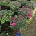 福建漳平杜鹃花盆栽花卉大小规格都有花带苞大颗老桩四季开花