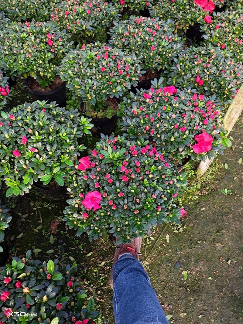 福建漳平杜鹃花盆栽花卉大小规格都有花带苞大颗老桩四季开花