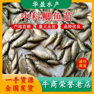中科三号鲫鱼苗，中科五3一5公分、产地直供、全国发货！