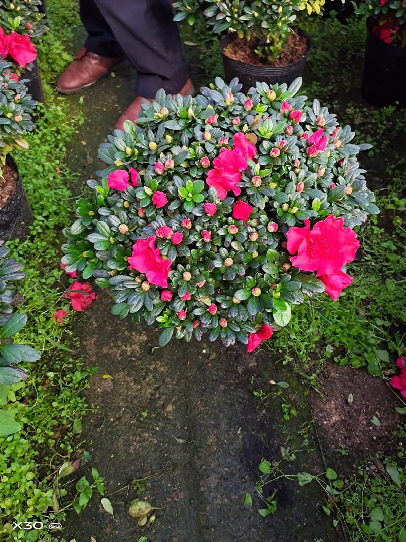福建漳平杜鹃花盆栽花卉大小规格都有花带苞大颗老桩四季开花