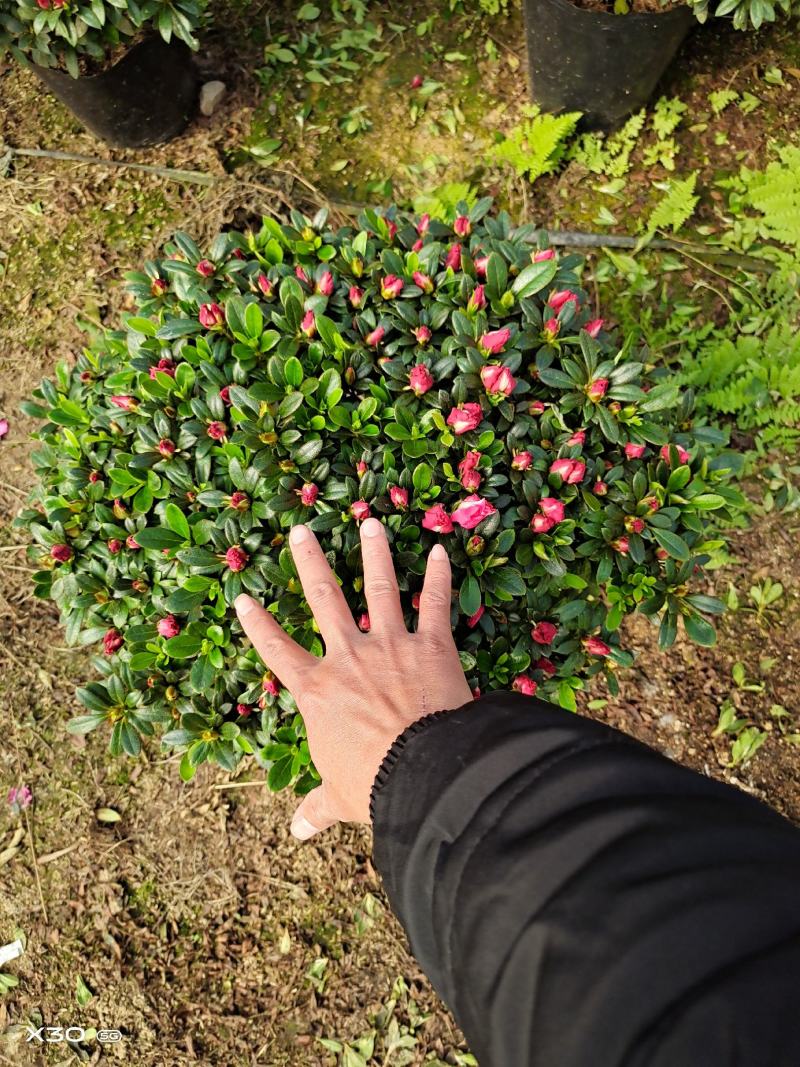 福建漳平杜鹃花盆栽花卉大小规格都有花带苞大颗老桩四季开花