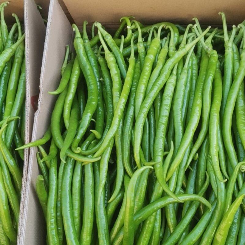 线椒大量上市、质量保证、支持各种包装、欢迎采购11111