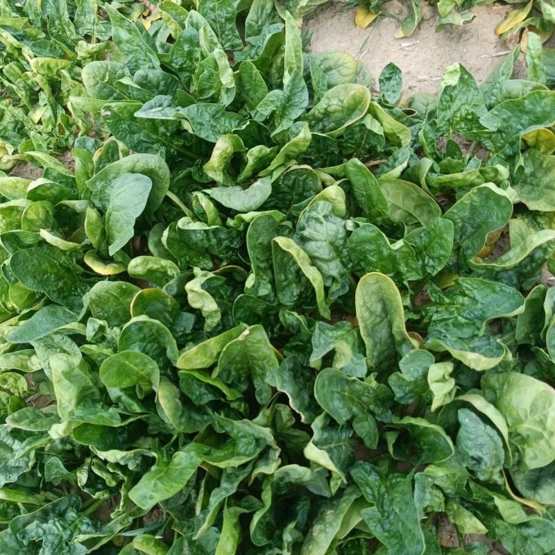 菠菜趴地菠菜，无农药残留