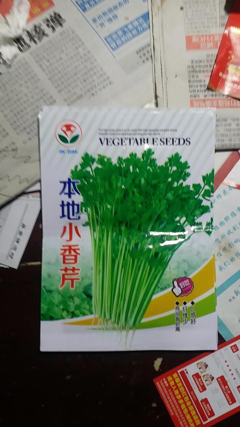 四季小香芹种子香味浓细芹菜实心小芹菜种子高产本地农家种子