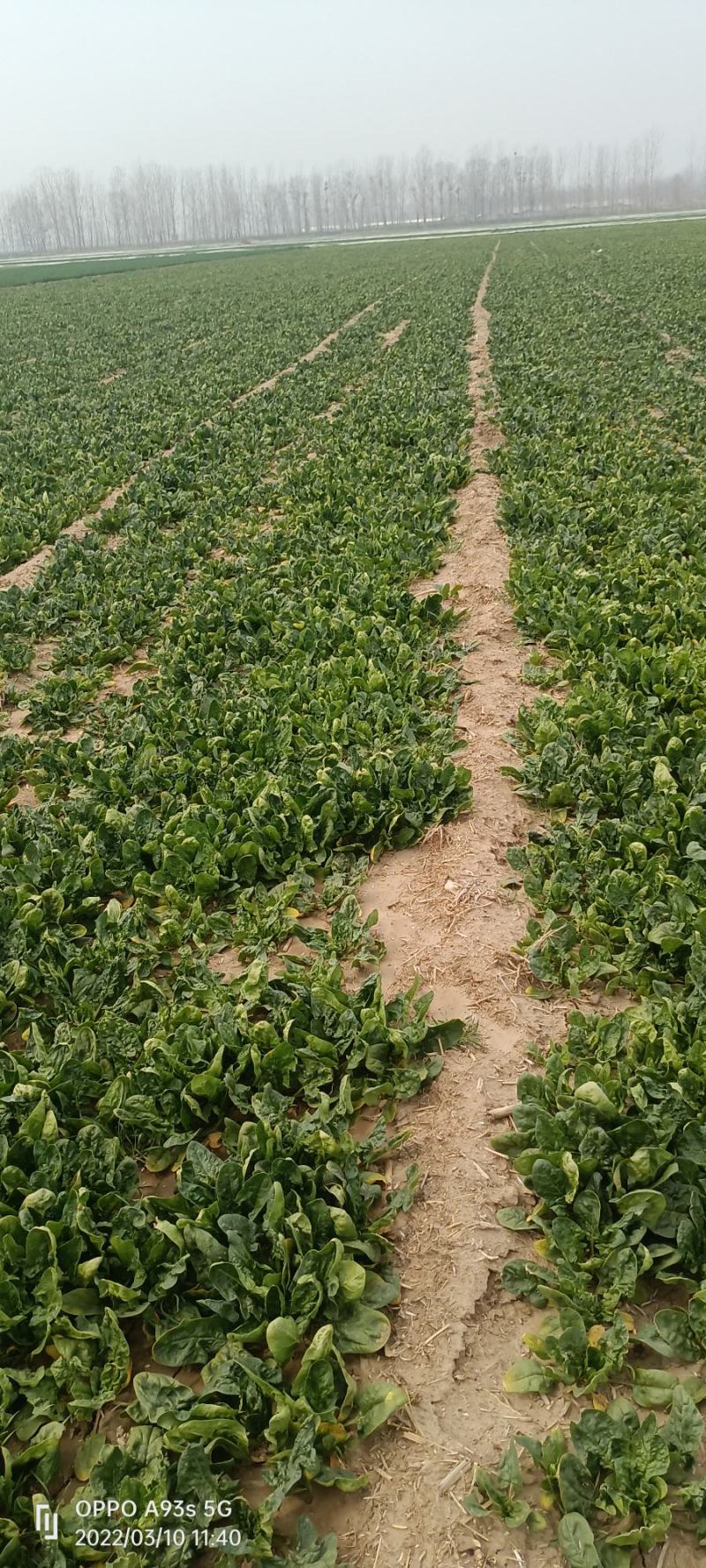 菠菜趴地菠菜，无农药残留