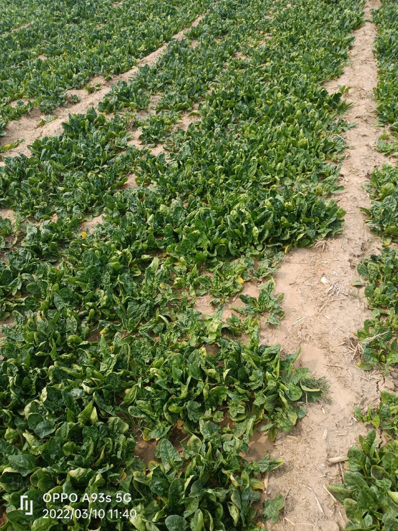 菠菜趴地菠菜，无农药残留