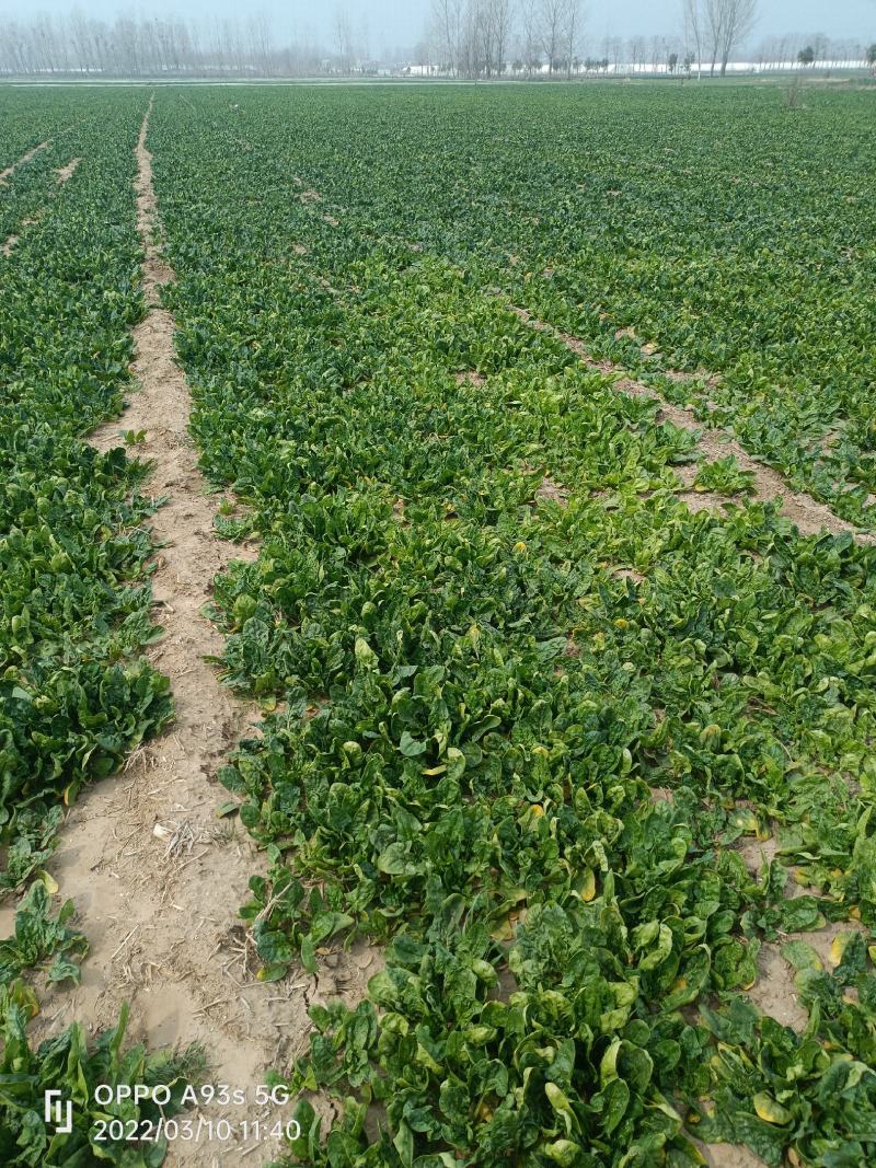 菠菜趴地菠菜，无农药残留