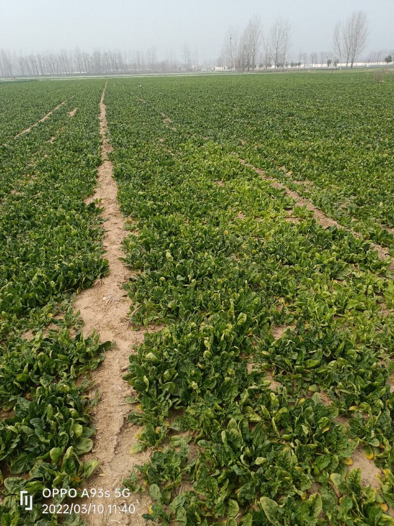菠菜趴地菠菜，无农药残留