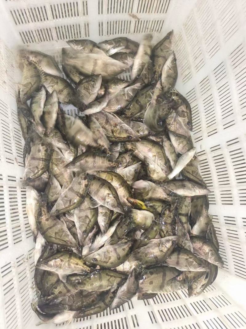 精品桂鱼苗预订，大规格，皮毛质量好需要的抓紧联系