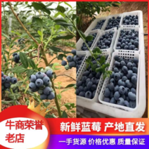 山东蓝莓【精品】好货大量上市/产地直销/保质保量