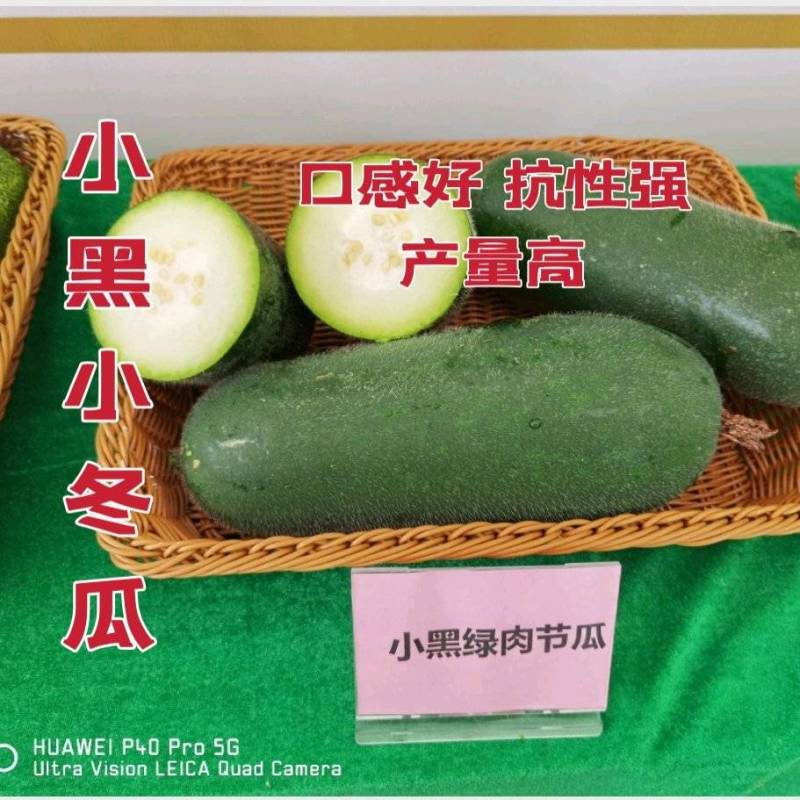 黑皮小冬瓜小黑绿肉节瓜种子肉质脆绿抗性强产量高