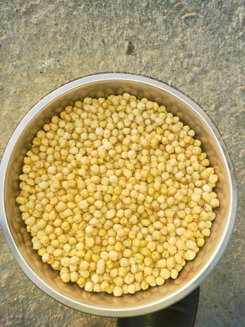 鹰嘴豆-新疆木垒鹰嘴豆-新疆木垒产，合作社订单种植销售！