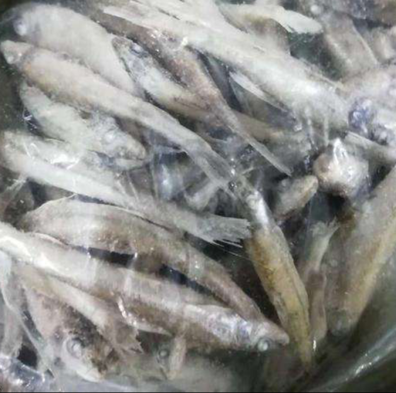 【推荐】信阳冻品船丁鱼产地直发品质保证诚信经营欢迎老板下
